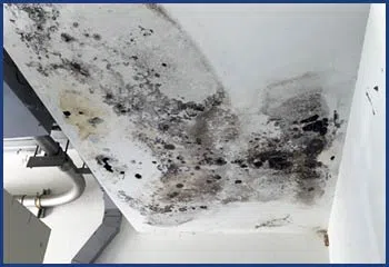 Homestead Restoration Company Homestead, FL 786-292-9740 - cont-img-mold