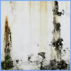 Homestead Restoration Company Homestead, FL 786-292-9740 - sb-mold