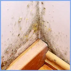 Homestead Restoration Company Homestead, FL 786-292-9740 - sb-water-damage